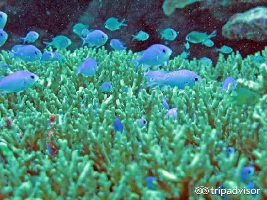 免签的海岛国家,斐济美丽的海滩