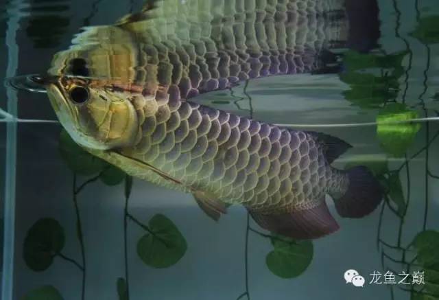 龙鱼驯食的视频,龙鱼怎样训食