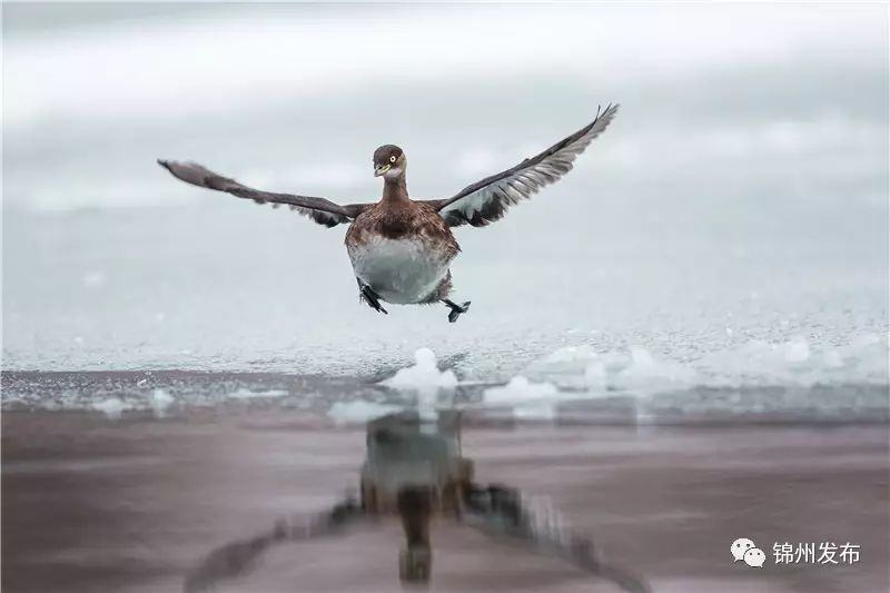 锦州摄影拍鸟,锦州鸟类摄影人