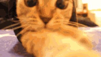 科学家证实猫是液体,科学家证明猫是液体吗