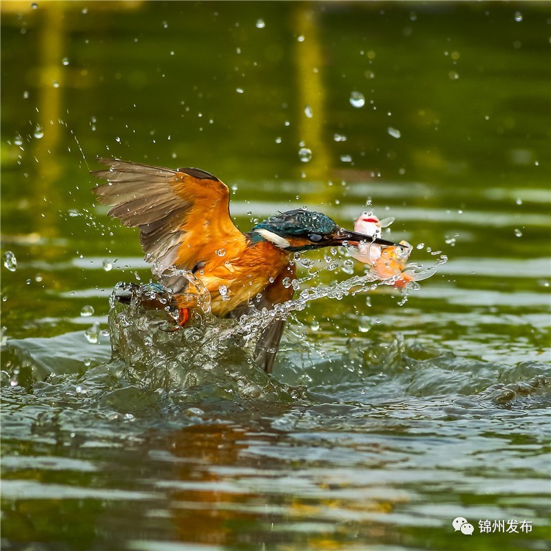 锦州摄影拍鸟,锦州鸟类摄影人