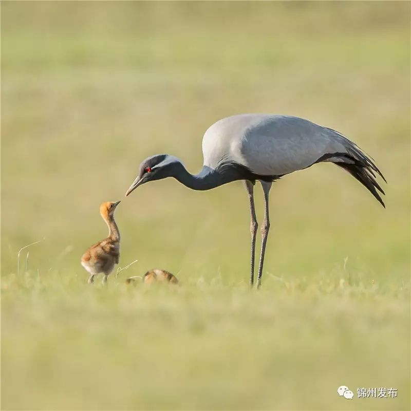 锦州摄影拍鸟,锦州鸟类摄影人