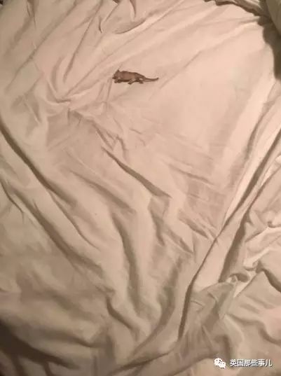 家中发现老鼠洞该怎么解决,如果你在家里发现了老鼠该怎么办