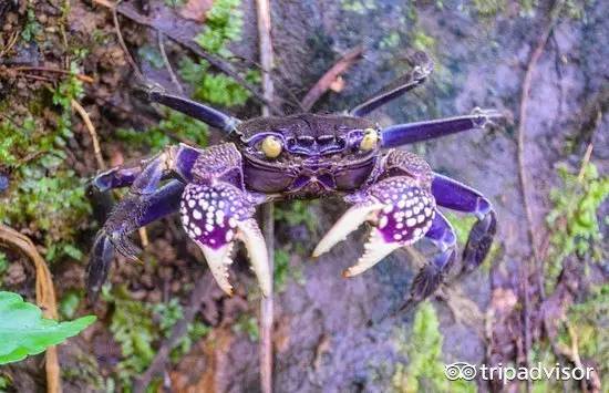 免签的海岛国家,斐济美丽的海滩
