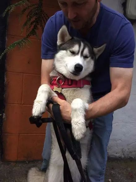 狗狗喝醉了是什么样,哈士奇喝醉了搞笑