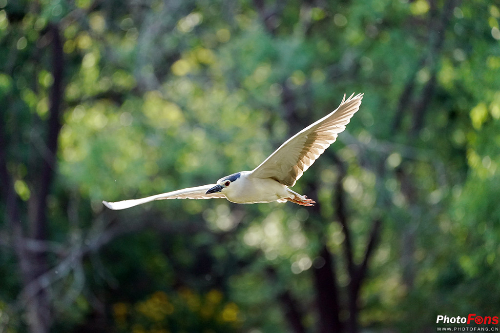 索尼g大师16-35镜头怎么样,索尼sel100400gm