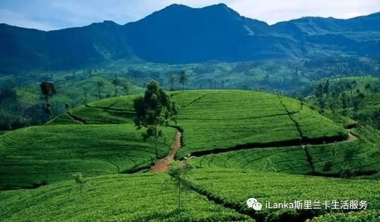 斯里兰卡古代历史,斯里兰卡历史文化