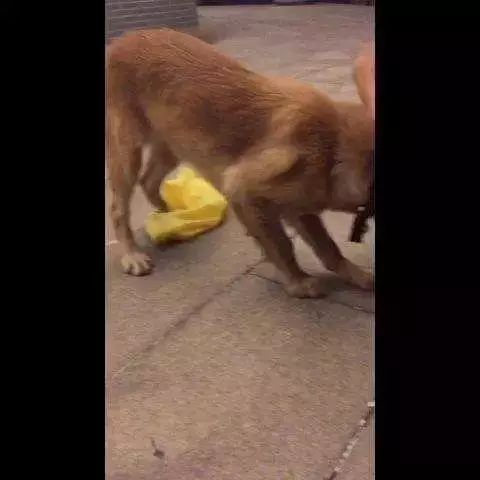 「哏儿都萌宠」——狗狗向你求救的信号,一定要注意