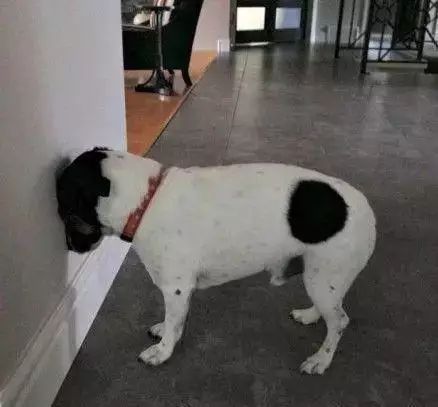 「哏儿都萌宠」——狗狗向你求救的信号,一定要注意