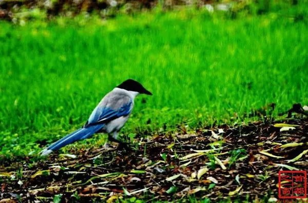 北京最好的草原湿地公园,北京的湿地公园都有哪些