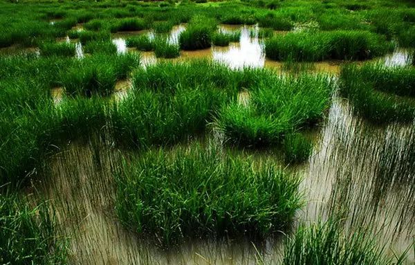 北京最好的草原湿地公园,北京的湿地公园都有哪些