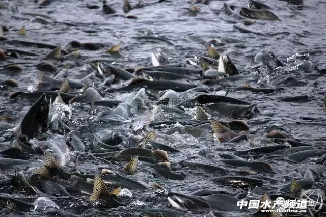 跑鱼炸窝处理方法,鱼块炸黑了怎么补救最快