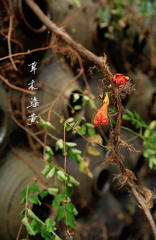 南湖秋分丨别有微凉处,入眼已秋分