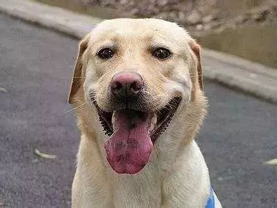 「哏儿都萌宠」——狗狗向你求救的信号,一定要注意