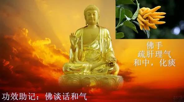 每日一味中药材理气药陈皮,柴胡与佛手哪个疏肝理气效果更好