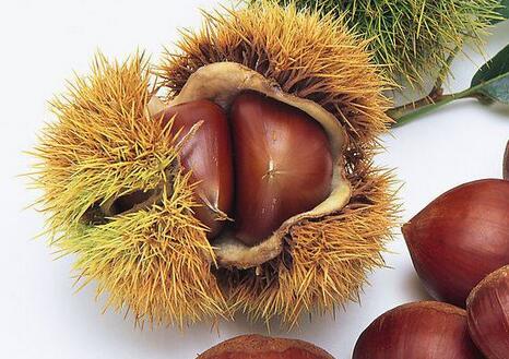 板栗刺有什么作用吗,板栗上的刺扎到了有什么危害