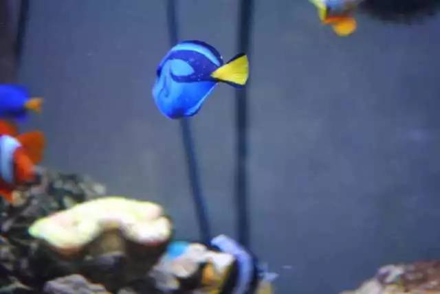 海水盐度降低可以治小白点吗,海水白点虫多少温度能杀死