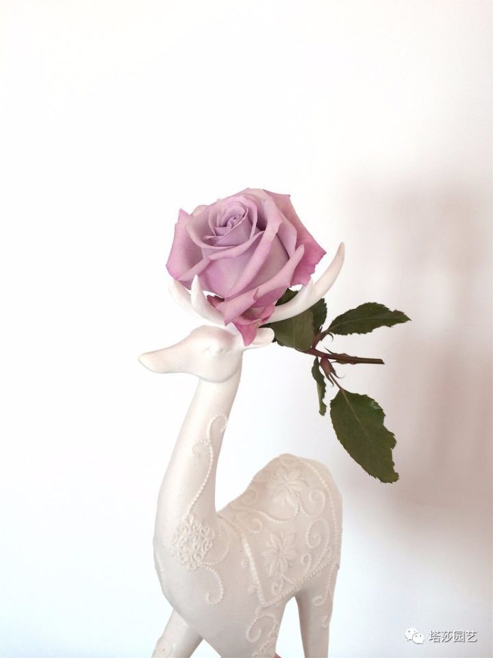 蓝紫色的爬藤月季有哪些品种,天狼蓝紫色月季哪款最优秀