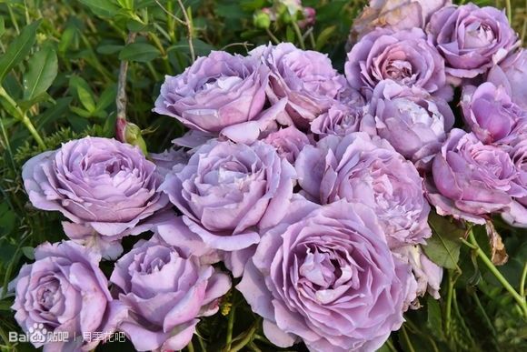 蓝紫色的爬藤月季有哪些品种,天狼蓝紫色月季哪款最优秀