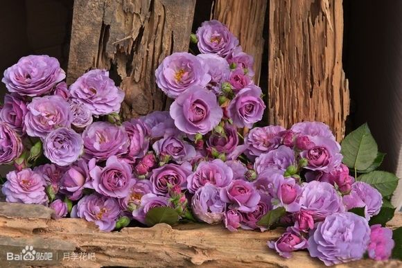 蓝紫色的爬藤月季有哪些品种,天狼蓝紫色月季哪款最优秀