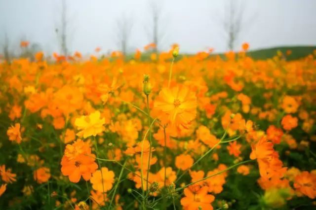 十一何必远行，余杭12个美到窒息的景点任你玩！