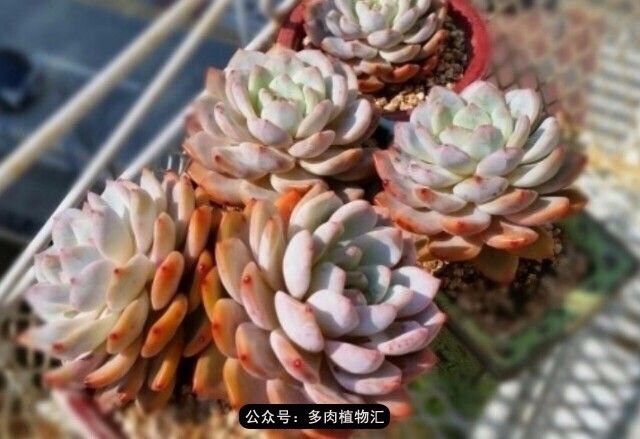 只有见过韩国肉友的阳台,才知道什么叫做物尽其用!