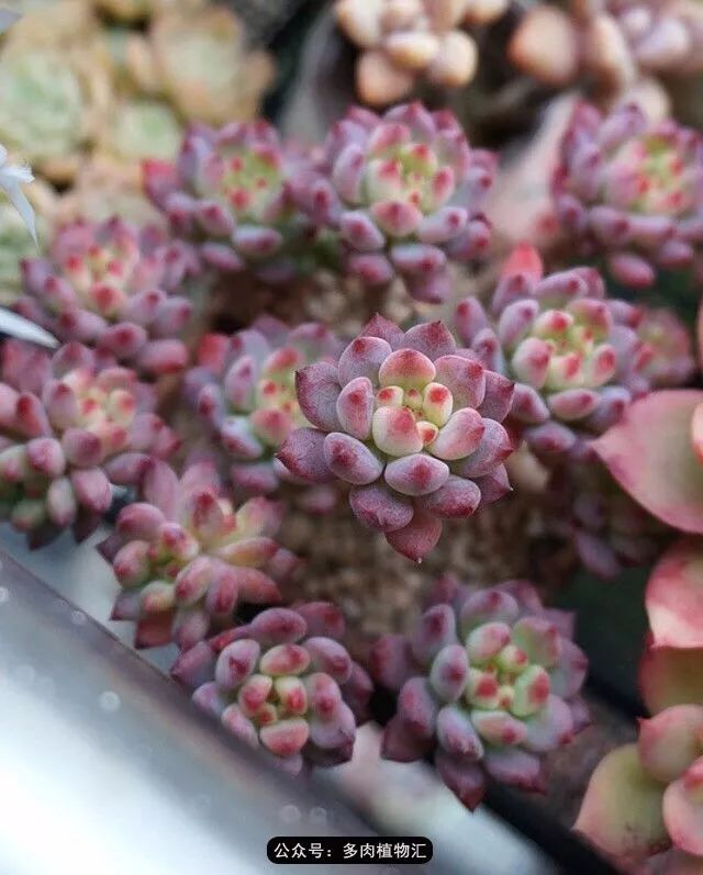 只有见过韩国肉友的阳台,才知道什么叫做物尽其用!