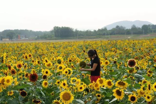 国庆节青岛哪些旅游景点需要预约,青岛景点倒计时