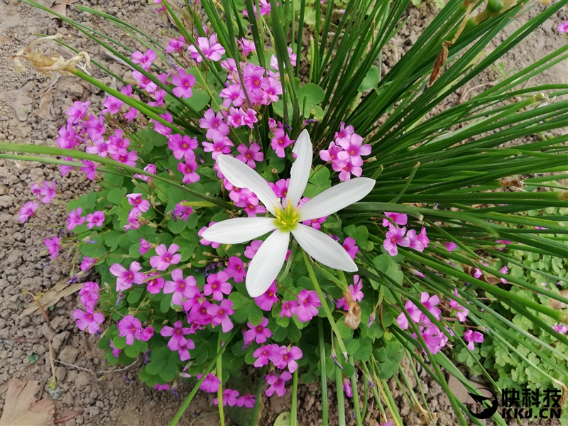 华为新机麦芒9测评,华为最新款手机mate10