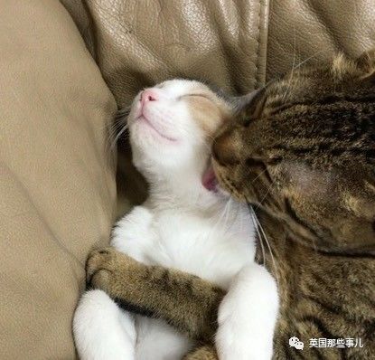 铲屎官养的猫夫妻,一对猫夫妇的铲屎官