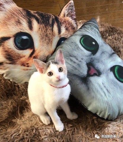 铲屎官养的猫夫妻,一对猫夫妇的铲屎官