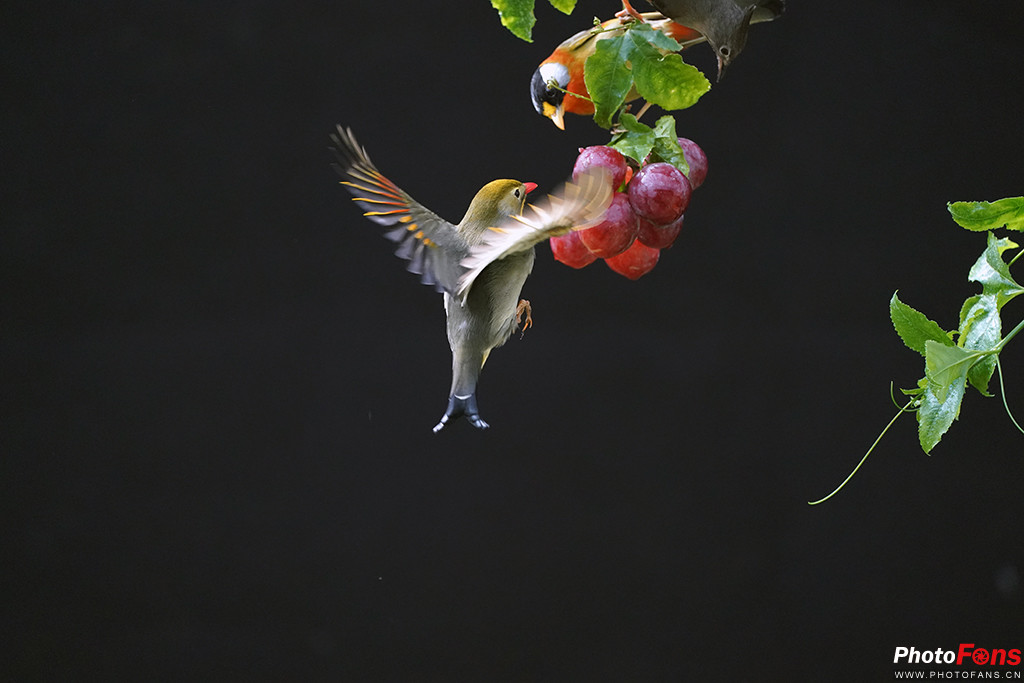 索尼g大师16-35镜头怎么样,索尼sel100400gm