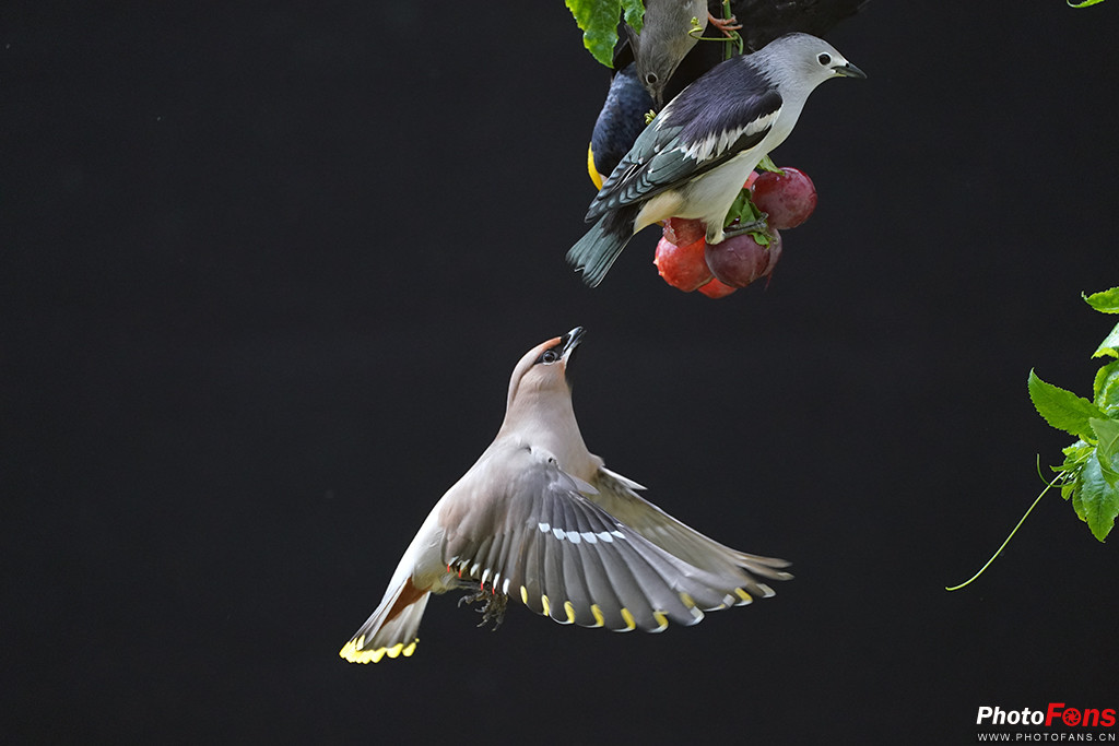 索尼g大师16-35镜头怎么样,索尼sel100400gm