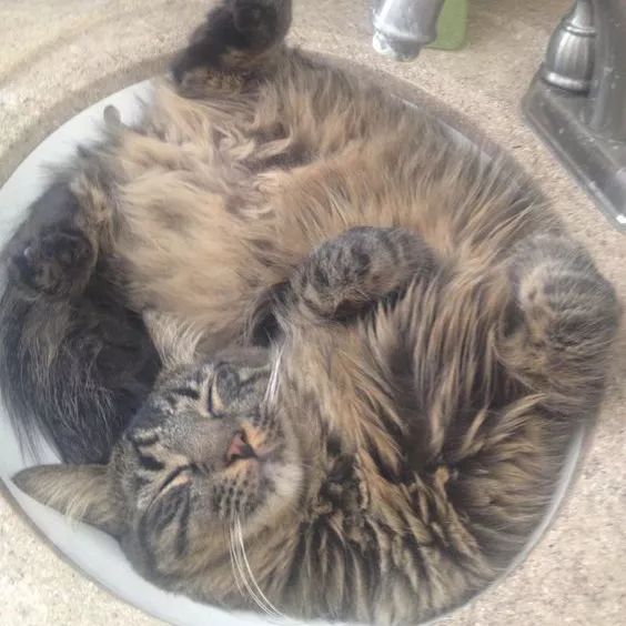 诺贝尔搞笑奖猫咪,搞笑诺贝尔奖猫咪