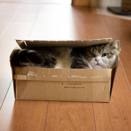 诺贝尔搞笑奖猫咪,搞笑诺贝尔奖猫咪