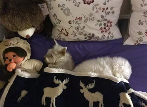 奶酪妈,奶酪妈原声