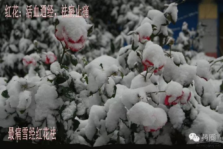 活血效果与红花相当的中药,红花具有散瘀止疼活血通经的作用