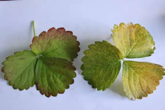 草莓缺素高清详解收藏版,草莓缺素高清详解