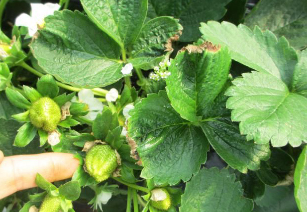 草莓缺素高清详解收藏版,草莓缺素高清详解