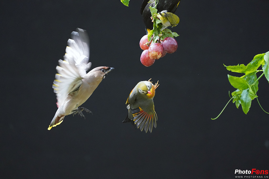 索尼g大师16-35镜头怎么样,索尼sel100400gm