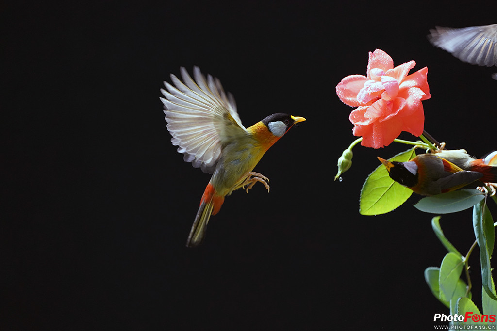 索尼g大师16-35镜头怎么样,索尼sel100400gm