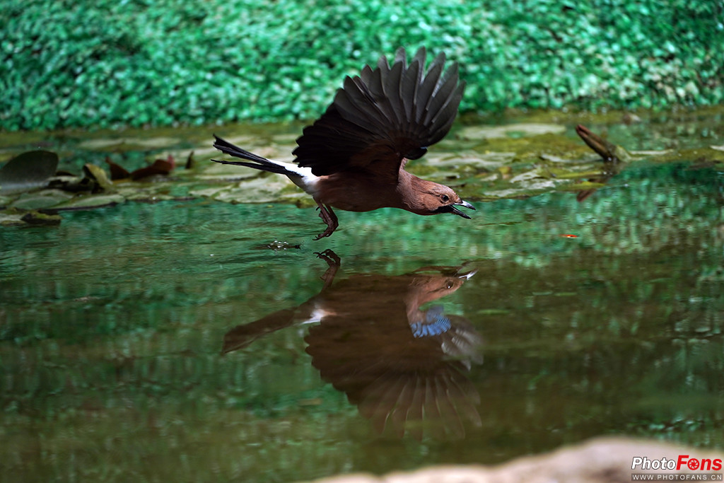 索尼g大师16-35镜头怎么样,索尼sel100400gm