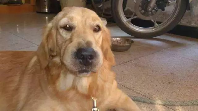 「哏儿都萌宠」——狗狗向你求救的信号,一定要注意