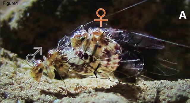 诺贝尔搞笑奖猫咪,搞笑诺贝尔奖猫咪