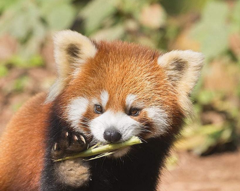 小熊猫越狱完整版视频,小熊猫越狱被抓到