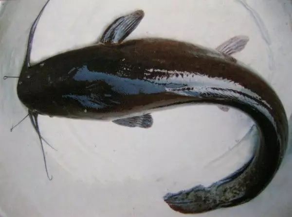 行走在川甘青交界,四川马湖