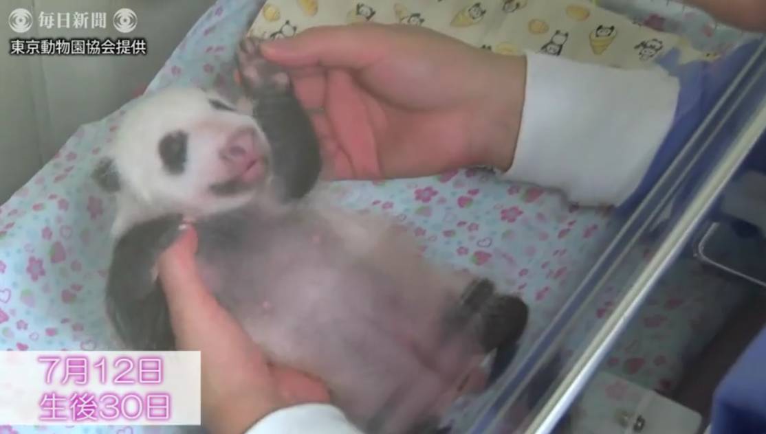 熊猫宝宝起名字是怎么由来的,2021年所有熊猫宝宝名字