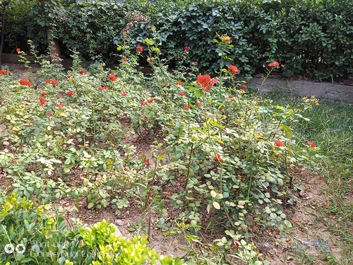 金立m7最新款,金立m7怎么样和s10哪个好