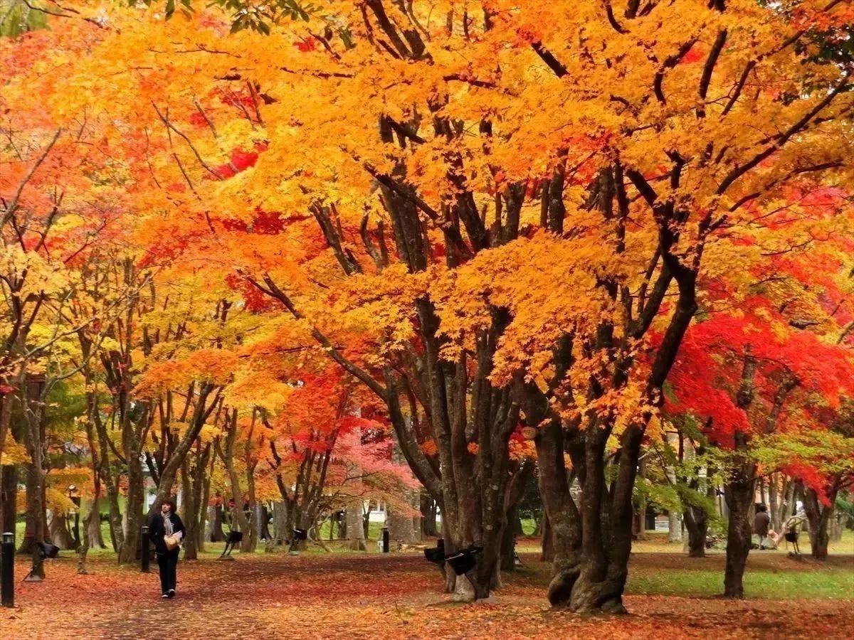 去日本哪个季节去比较好,假如一辈子只能去一次日本