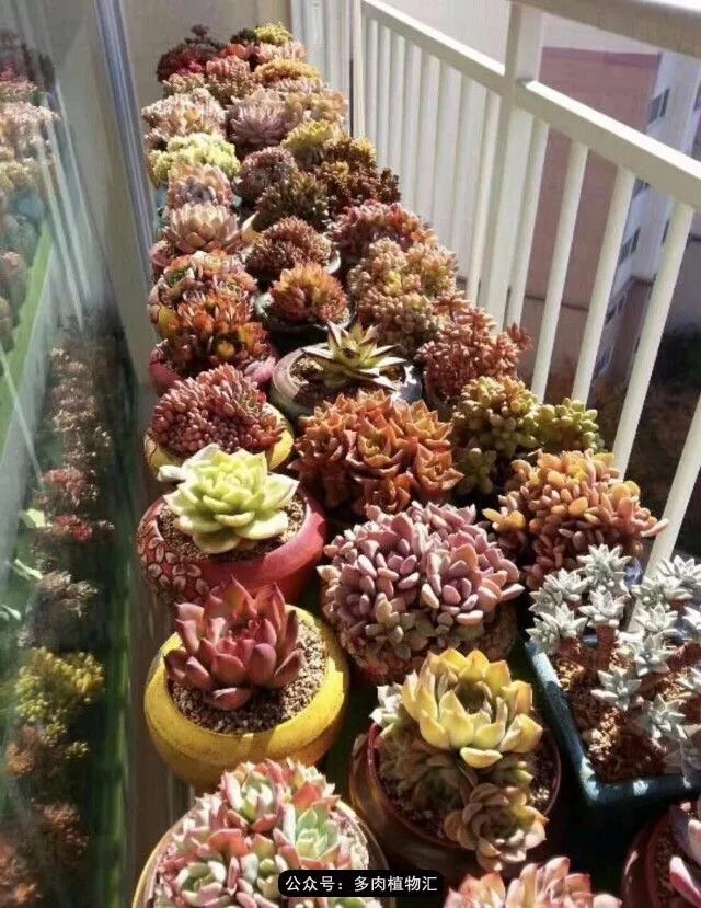 只有见过韩国肉友的阳台,才知道什么叫做物尽其用!